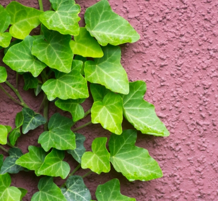 ivy on the wall close-upの写真素材