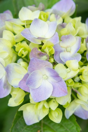 Bouquet of pale green hydrangeas in early summerの写真素材