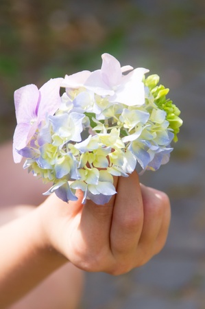 hydrangea bud light in a childの写真素材