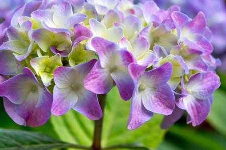 petals pink-violet hydrangea close upの写真素材