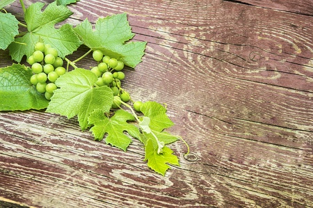 sprig of grapes with leaves on wooden backgroundの写真素材