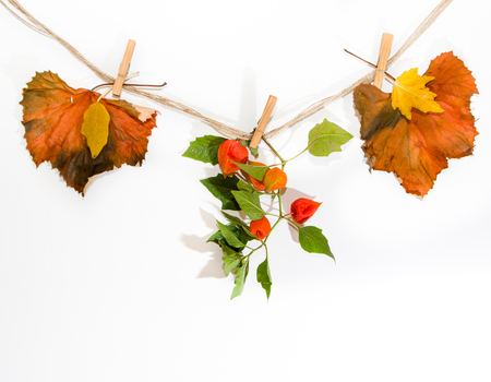 Autumn leaves from a rope with clothespins on white backgroundの写真素材
