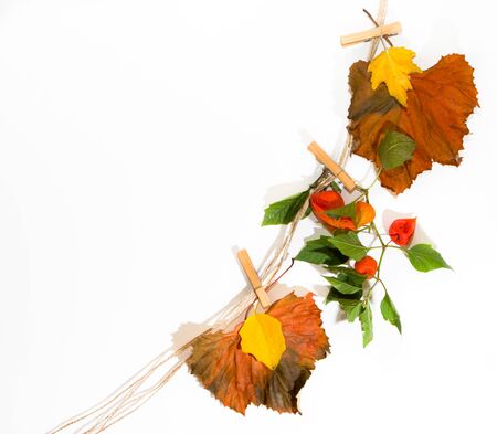 Autumn leaves from a rope with clothespins on white backgroundの写真素材