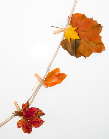 Autumn leaves from a rope with clothespins on white backgroundの写真素材