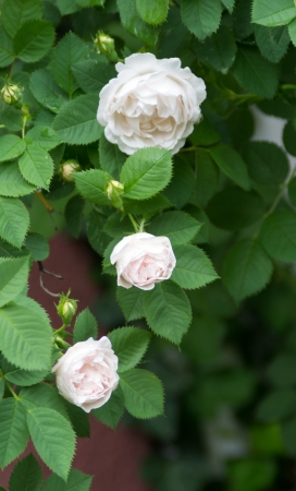 three white roses with leaves on a bush in the gardenの写真素材