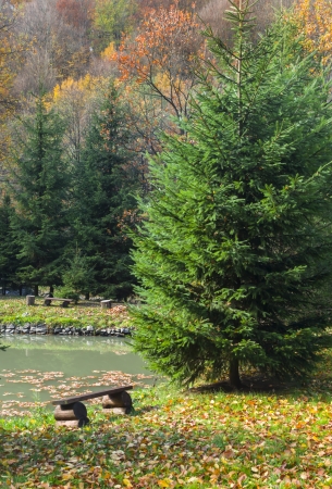 bench for a stay in the autumn forest near the water and pine treesの写真素材