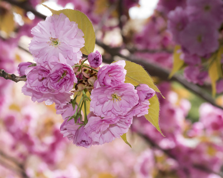 Sakura. Cherry blossom branch with beautiful soft nature background.の写真素材