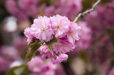 Sakura. Cherry blossom branch with beautiful soft nature background.の写真素材