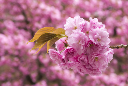 Sakura. Cherry blossom branch with beautiful soft nature background.の写真素材