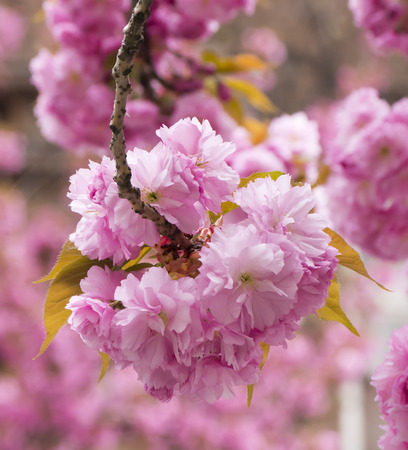 Sakura. Cherry blossom branch with beautiful soft nature background.の写真素材