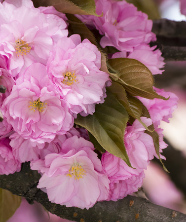 Close Up of Sakura Cherry Blossoms in Springtimeの写真素材