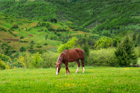 Brown  horse grazing in a mountain village in Transcarpathiaの写真素材