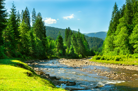 andscape mountain river with trees and meadow in summerの写真素材