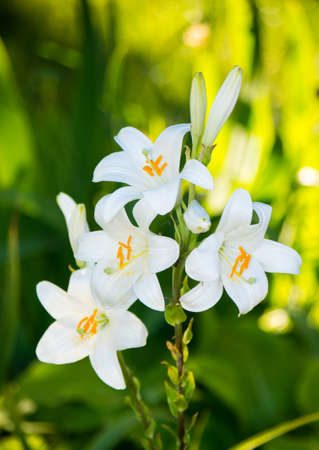 Natural blooming white lily flowers details outdoors.の写真素材