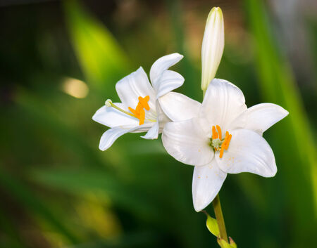 Natural blooming white lily flowers details outdoors.の写真素材