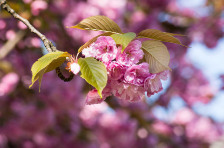 sprig of cherry blossoms has blossomedの写真素材