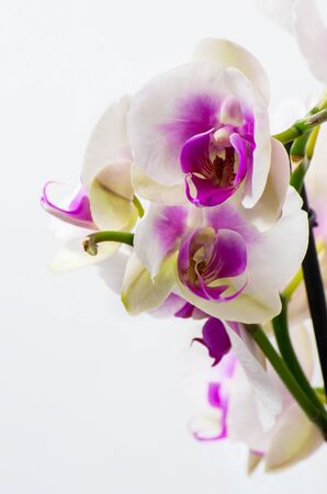 Beautiful orchidの写真素材