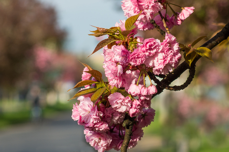 cherry blossoms after a spring rain with water drops on flowers  on blurred background, soft focus.の写真素材