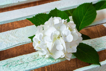 fresh white hydrangea flower on wooden boardsの写真素材