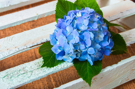 fresh blue hydrangea flower on wooden boards