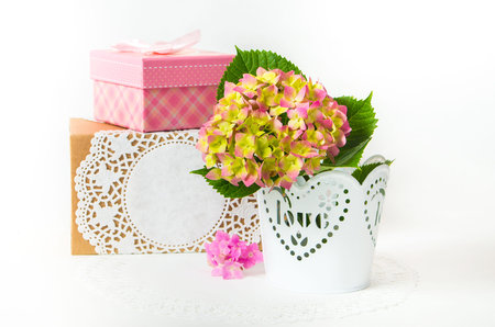 hydrangea in a pot with a gift box as a present for a holidayの写真素材