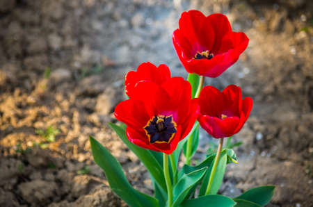red tulips in the gardenの写真素材