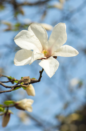 Magnolia flower in sunlight with  soft nature backgroundの写真素材