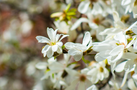 Blooming magnolia flowers in sunlight with  soft nature backgroundの写真素材