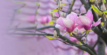 Magnolia flowers in sunlight with  soft nature backgroundの写真素材