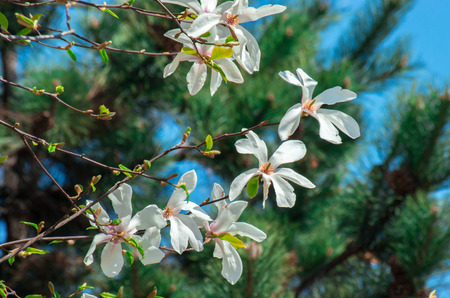 Magnolia flowers on natural blurred backgroundの写真素材