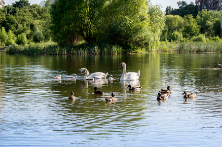 Family of swans with chicks and wild ducks on the lakeの写真素材