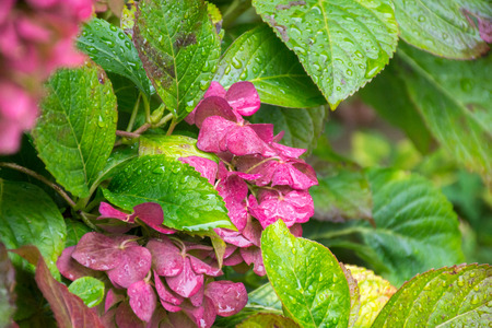 Beautiful bush of hydrangea flowers with foliage after the autumn rain.の写真素材
