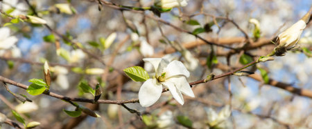sprig of blooming white plum tree flowers on a blurred bokeh background