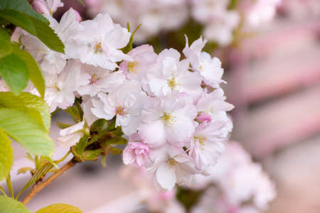 portrait of a young girl in a leather jacket on a background of flowering sakura treesの写真素材