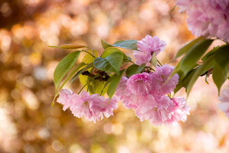 portrait of a young girl in a leather jacket on a background of flowering sakura treesの写真素材