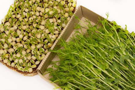 Sliced ââmicrogreens pea sprouts in an eco box and rooting of microgreens peas. Vegan and healthy eating concept. Growing sprouts.の写真素材