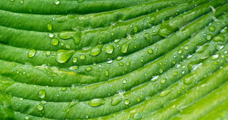 Green leaf with drops of water, dew. leaves texture background. (selective focus)の写真素材