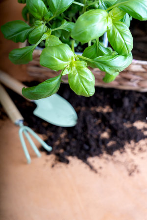 Fresh basil leaves in a wicker pot on a blurred background of wood and garden tools. Home gardening, hobby concept. Aromatic herbs at home.の写真素材