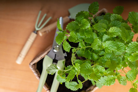 Aromatic fresh lemon balm herbs in wicker pot on wooden background with blurred garden tools and space for text. Home gardening, hobby concept.の写真素材