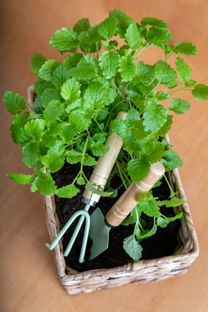 Fresh lemon balm herbs in a wicker pot with garden tools. Home gardening, hobby concept.の写真素材