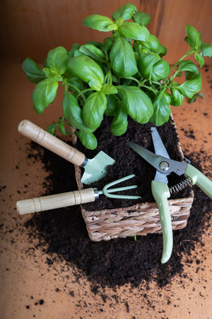 Fresh basil seedlings planted in wicker pot and garden tools for growing at home. Home gardening, hobby hobby concept.の写真素材