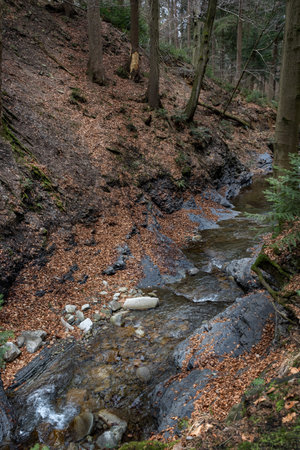 Wild river, stream in a pine forest among rocks. Natural stream in rocky mountains in pine forest in autumn.の写真素材