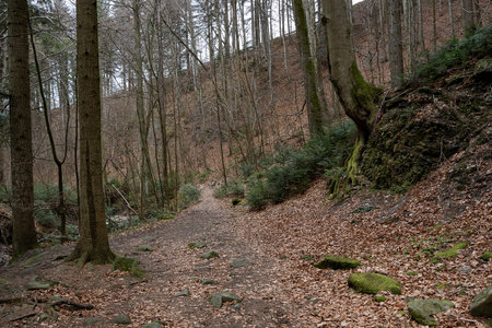 Mountain forest with a trail and coniferous trees in early spring. Natural beauty of the forest.の写真素材