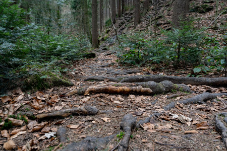 Landscape with a path and roots in a coniferous forest in early spring. Natural beauty of the forest. Young fir trees grow in the forest.の写真素材