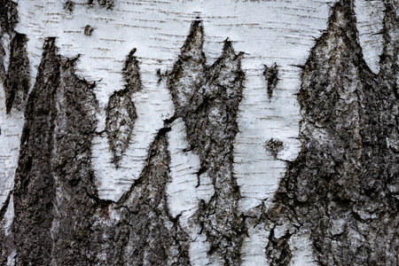 Textured tree birch bark texture background. Natural texture background with tree bark. Birch bark.の写真素材