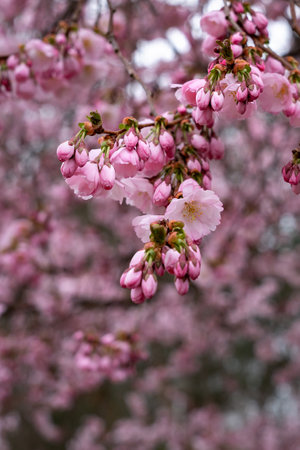 Branch of a blooming sakura tree with open flowers and buds on a pink blurred nature background. Blooming tree in early spring. Spring floral photo background.の写真素材