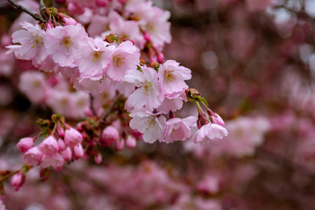 Blossoming sakura tree in early spring on blurred nature background. Branch of blossoming sakura tree with open flowers and buds.の写真素材
