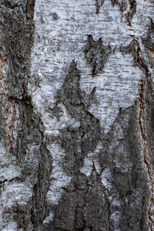 Natural texture background with tree bark. Birch bark. Textured tree birch bark texture background.の写真素材