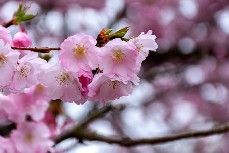 Branch of a blooming sakura tree with open flowers and buds. Natural floral background.の写真素材