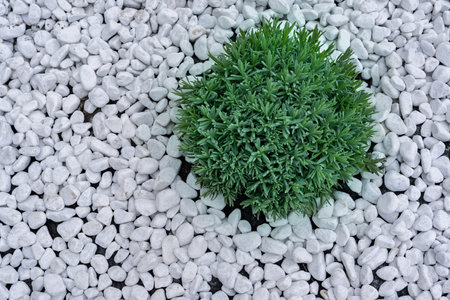 Decorative plants with dense leaves on a background of white smooth stones, garden design. Plants for landscape design.の写真素材